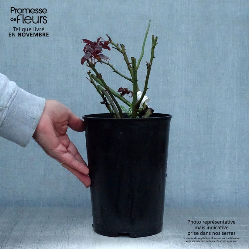 Ejemplar de Rosal Grande Classe Maceta 4L/5L entregado en otoño