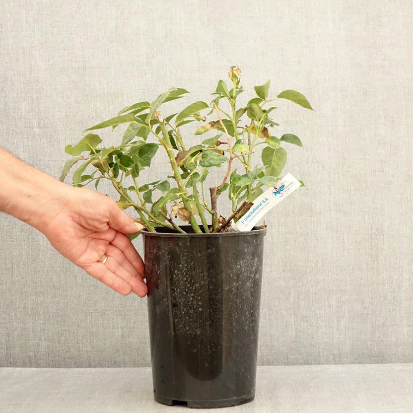 Ejemplar de Rosal Grande Classe Maceta 4L/5L entregado en verano
