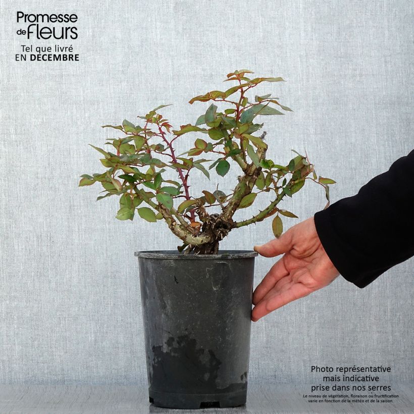 Ejemplar de Rosal Guignol Maceta 4L/5L entregado en otoño