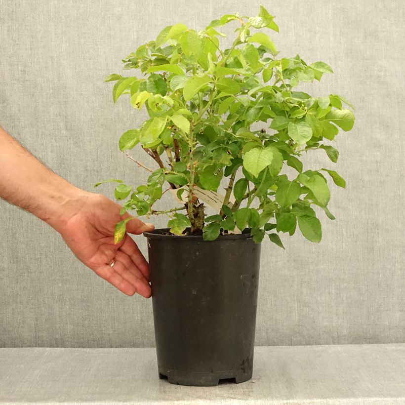 Ejemplar de Rosal Guillaume Gomez Maceta 4L/5L entregado en verano