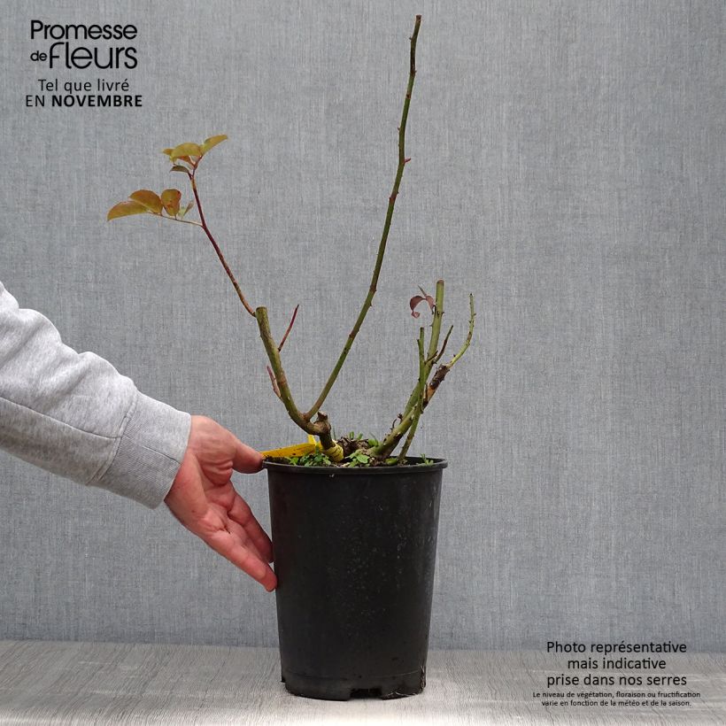 Ejemplar de Rosal Hacienda Maceta 4L/5L entregado en otoño