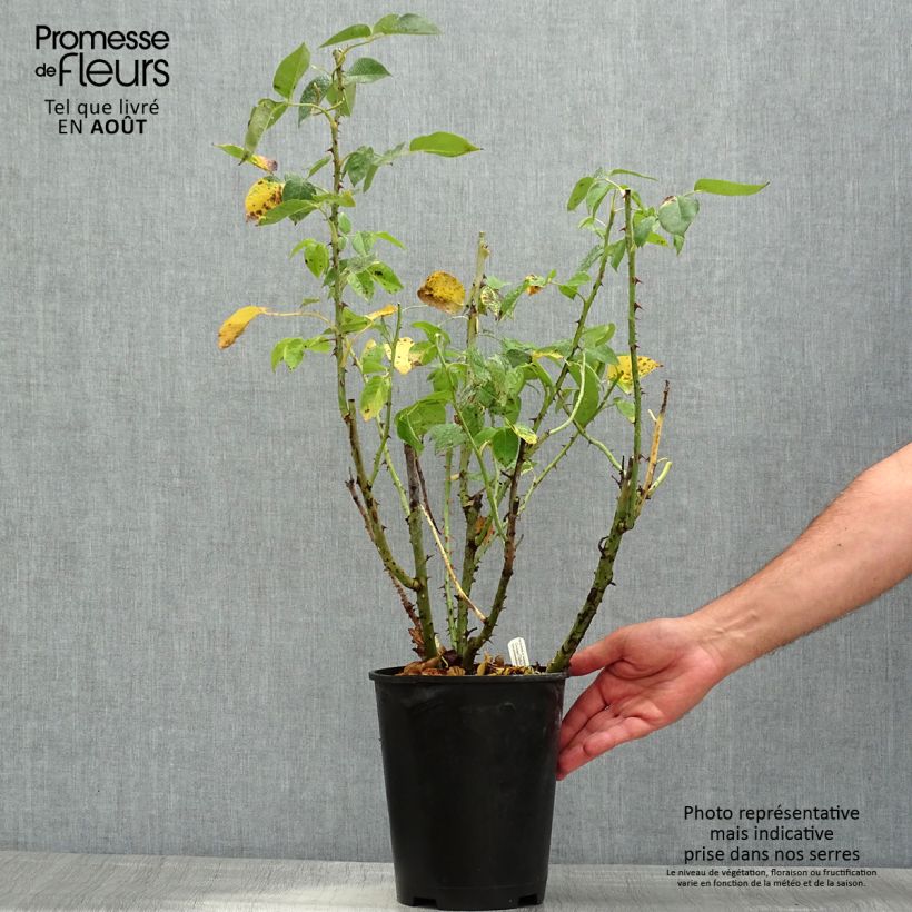Ejemplar de Rosal Henri Delbard Maceta 3L/4LAltura de entrega aprox. 30/40cm entregado en verano