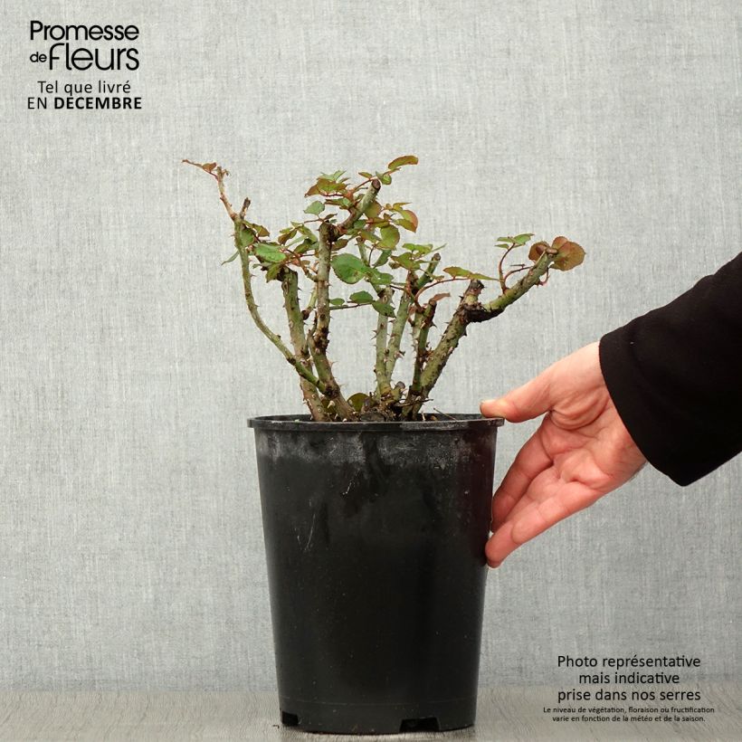 Ejemplar de Rosal Henryane de Chaponay Maceta 4L/5L entregado en otoño
