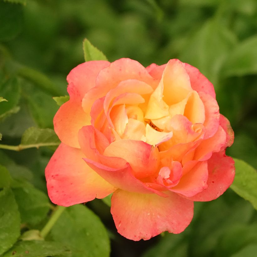 Rosal Ibiza (Floración)