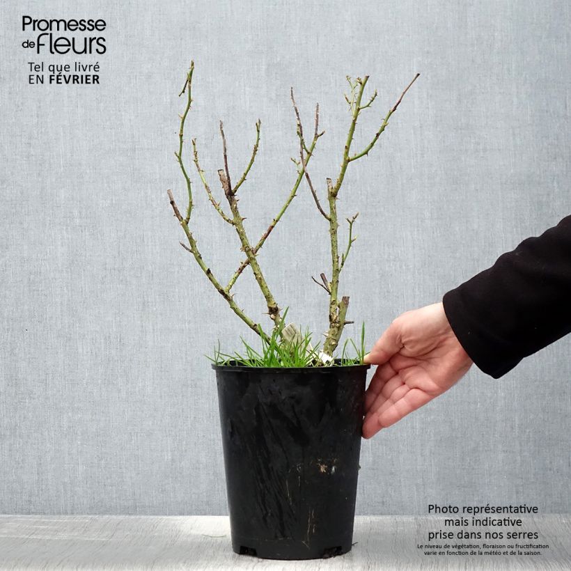 Rosal Impératrice Farah Maceta 4L/5L Ejemplar entregado en invierno