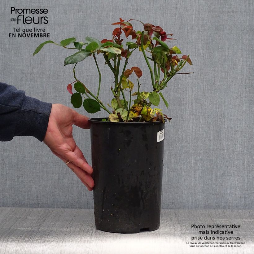 Ejemplar de Rosal Ingrid Bergman Maceta 4L/5L entregado en otoño