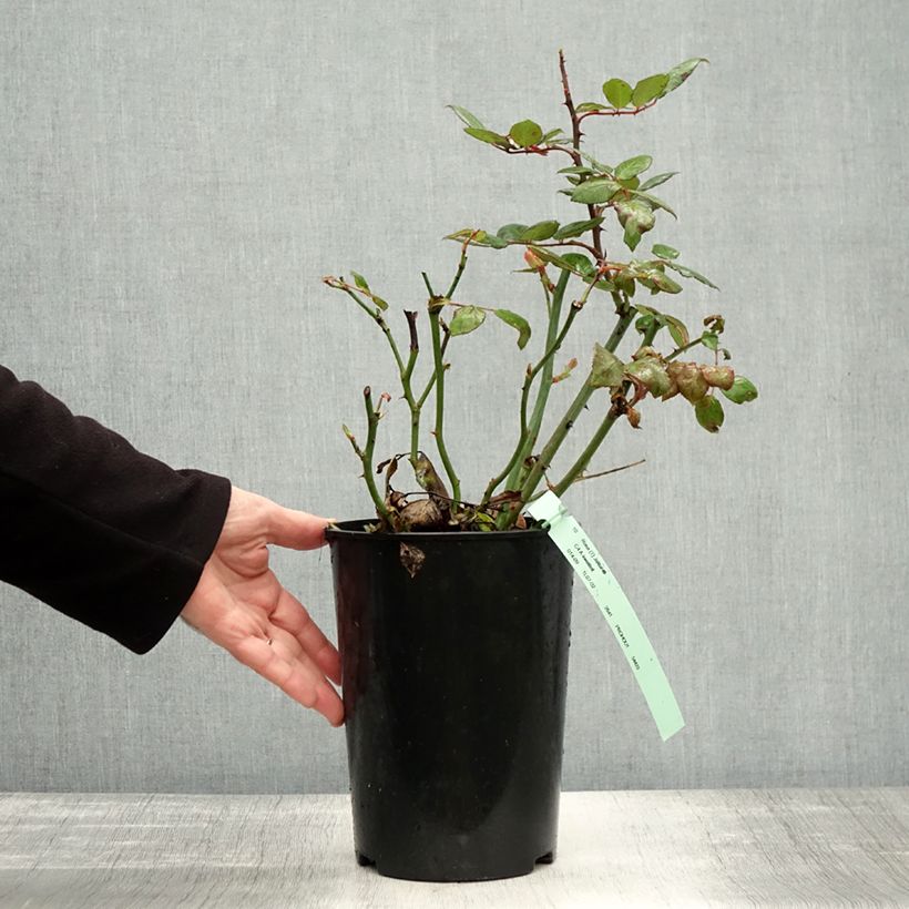 Ejemplar de Rosal Jalitah Maceta 4L/5L entregado en otoño