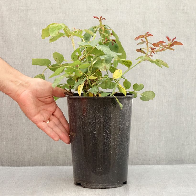Ejemplar de Rosal Jalitah Maceta 4L/5L entregado en verano
