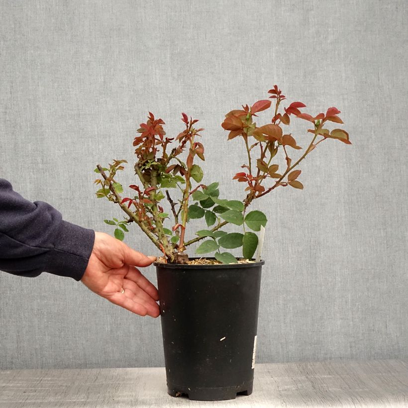 Rosal Jardins de Bagatelle Maceta 4L/5L Ejemplar entregado en la primavera
