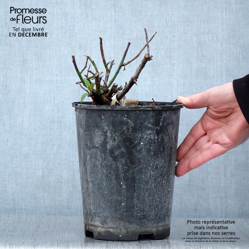 Ejemplar de Rosal Kazatchok Maceta 4L/5L entregado en otoño
