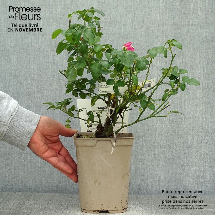 Ejemplar de Rosal La Rose de Molinard Maceta 4L/5L entregado en otoño