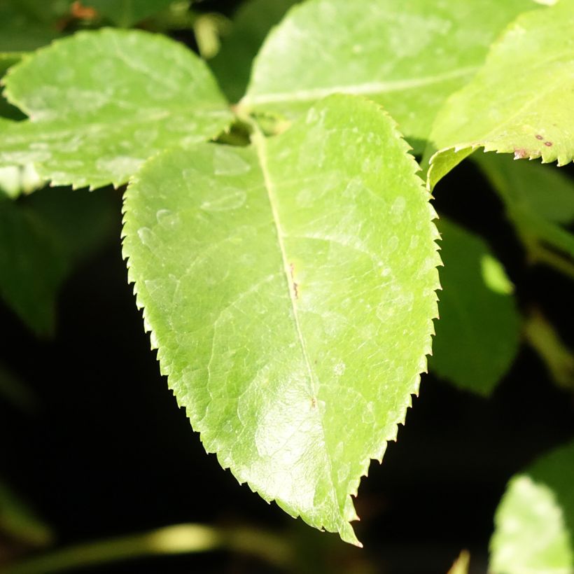 Rosal Les Années Folles Bobino (Follaje)