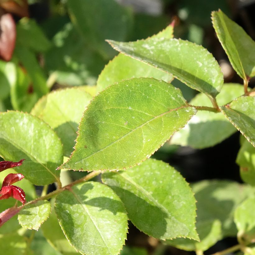 Rosal Les Années Folles La Garçonne (Follaje)
