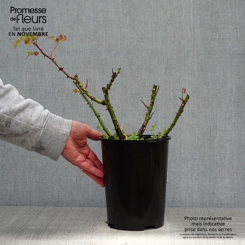Ejemplar de Rosal Les Années Folles La Rotonde Maceta 4L/5L entregado en otoño