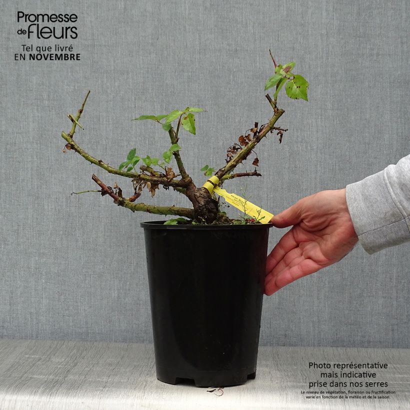 Ejemplar de Rosal Les Années Folles Music Hall Maceta 4L/5L entregado en otoño