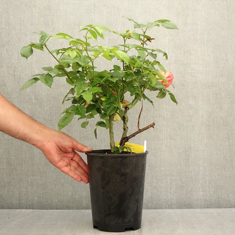 Ejemplar de Rosal Les Années Folles Music Hall Maceta 4L/5L entregado en verano