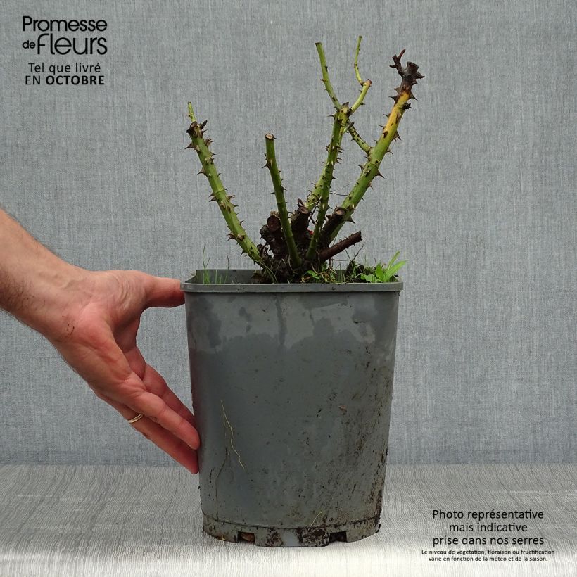 Ejemplar de Rosal Line Renaud Maceta 4L/5L entregado en otoño