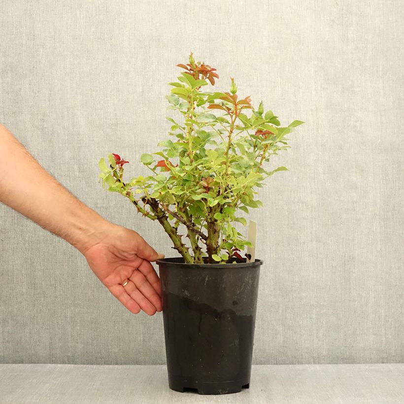 Ejemplar de Rosal Macha Meril Maceta 4L/5L entregado en verano
