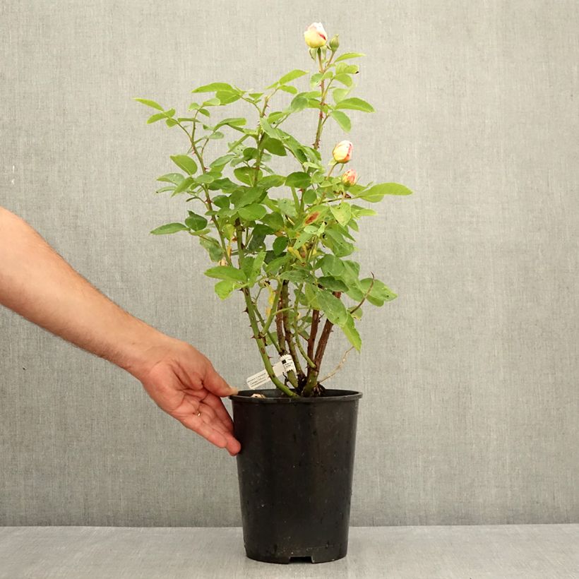 Ejemplar de Rosal Marc Chagall Maceta 3L/4L entregado en verano