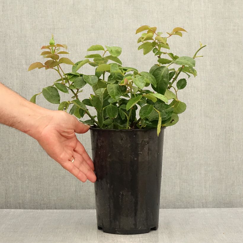 Ejemplar de Rosal Memoire Maceta 4L/5L entregado en verano