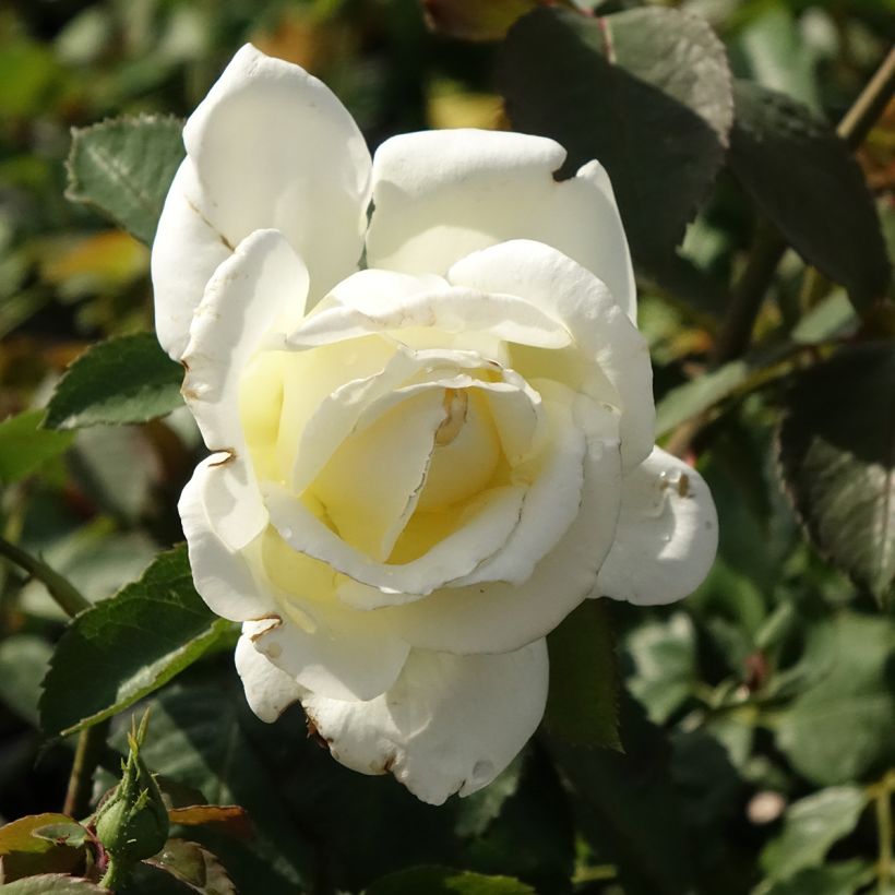 Rosal Memoire (Floración)