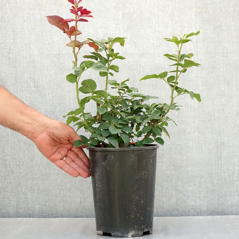Ejemplar de Rosal Metropolitan Maceta 4L/5L entregado en verano