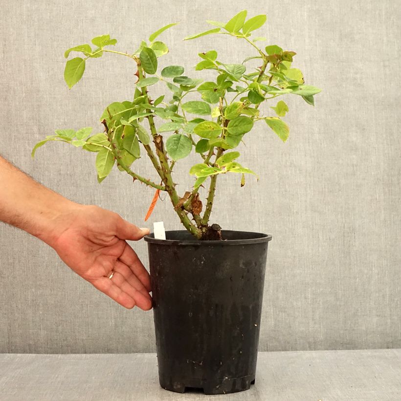 Ejemplar de Rosal Michelangelo Maceta 4L/5L entregado en verano