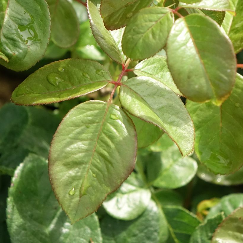 Rosal Michelangelo (Follaje)