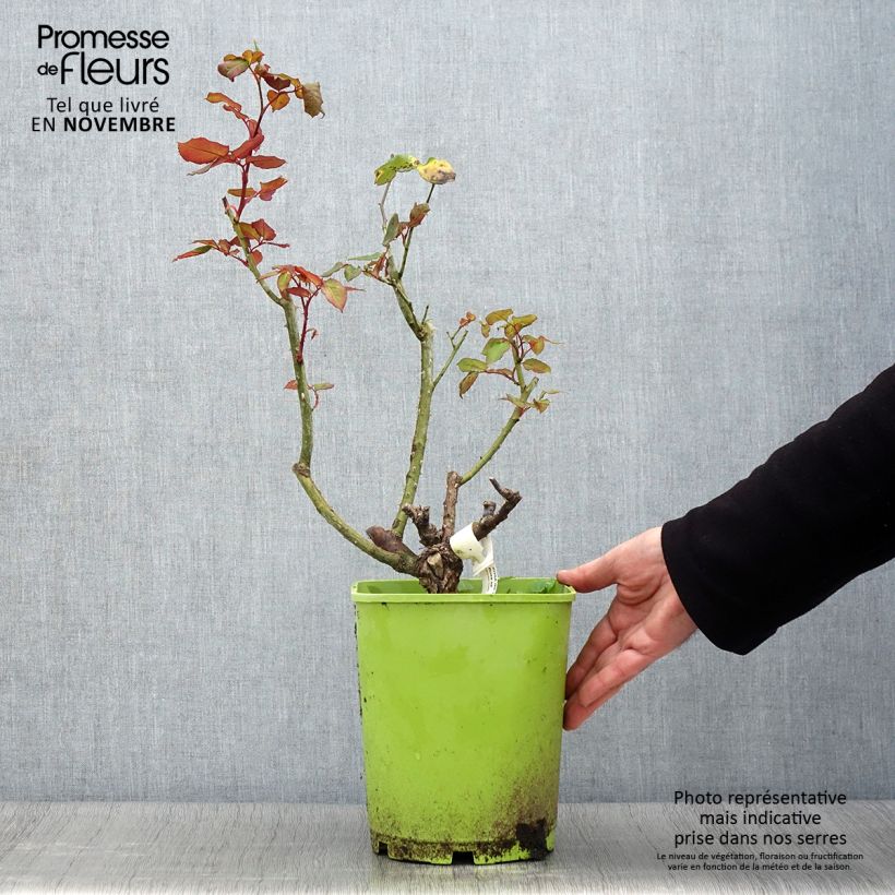 Ejemplar de Rosal Michele Meilland Maceta 4L/5L entregado en otoño