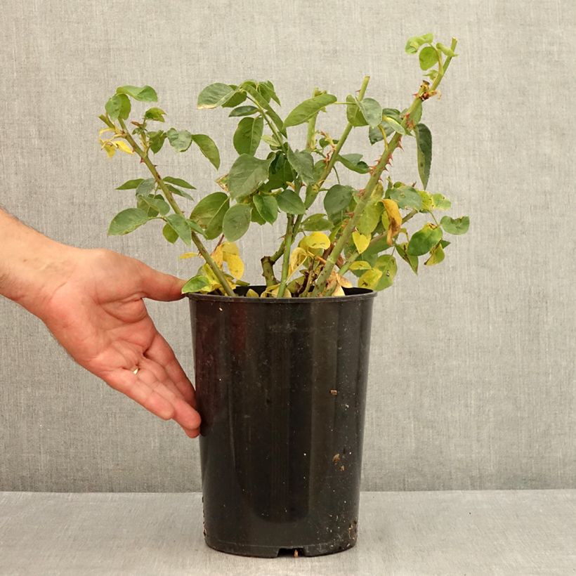 Ejemplar de Rosal Mme A. Meilland Maceta 4L/5L entregado en verano