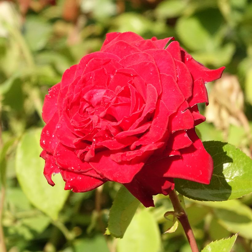 Rosal Noémie de Rothschild (Floración)