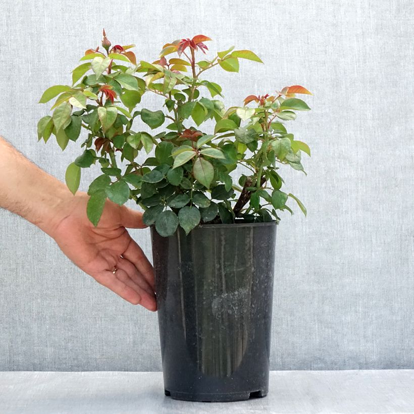 Ejemplar de Rosal Nostalgie Maceta 4L/5L entregado en verano