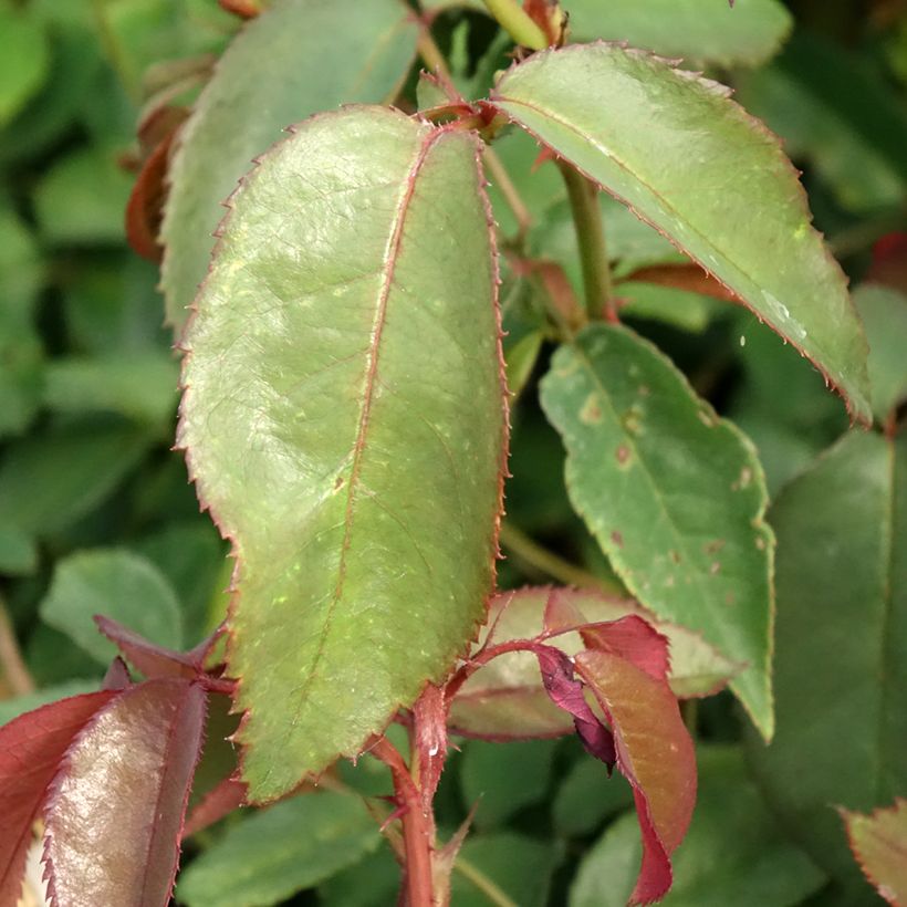 Rosal Nuage Parfumé (Follaje)