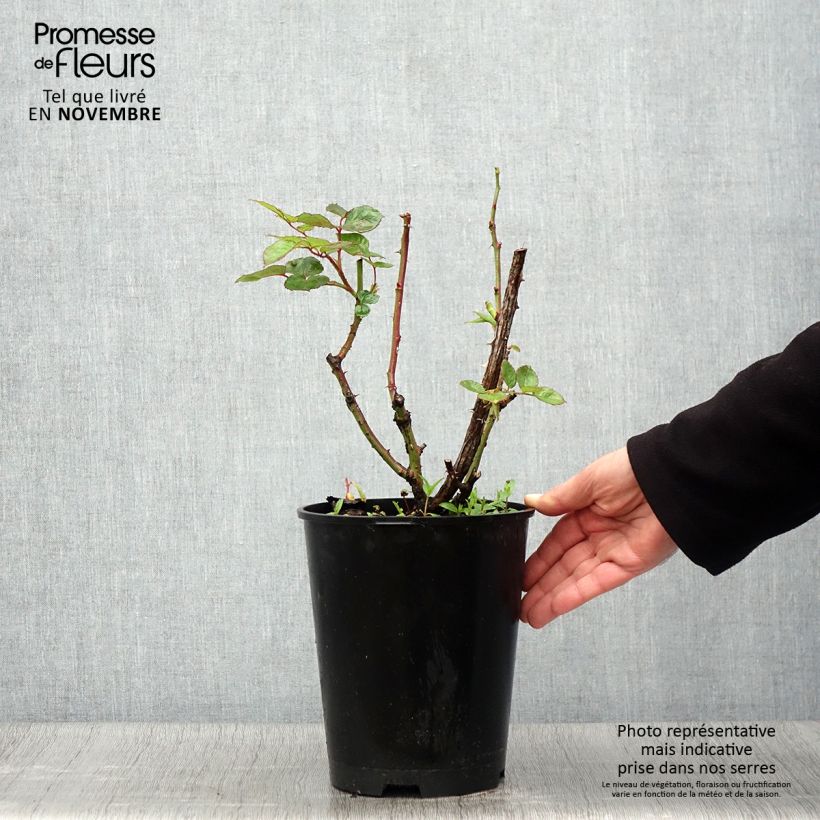 Ejemplar de Rosal Oriental Peace Maceta 4L/5L entregado en otoño