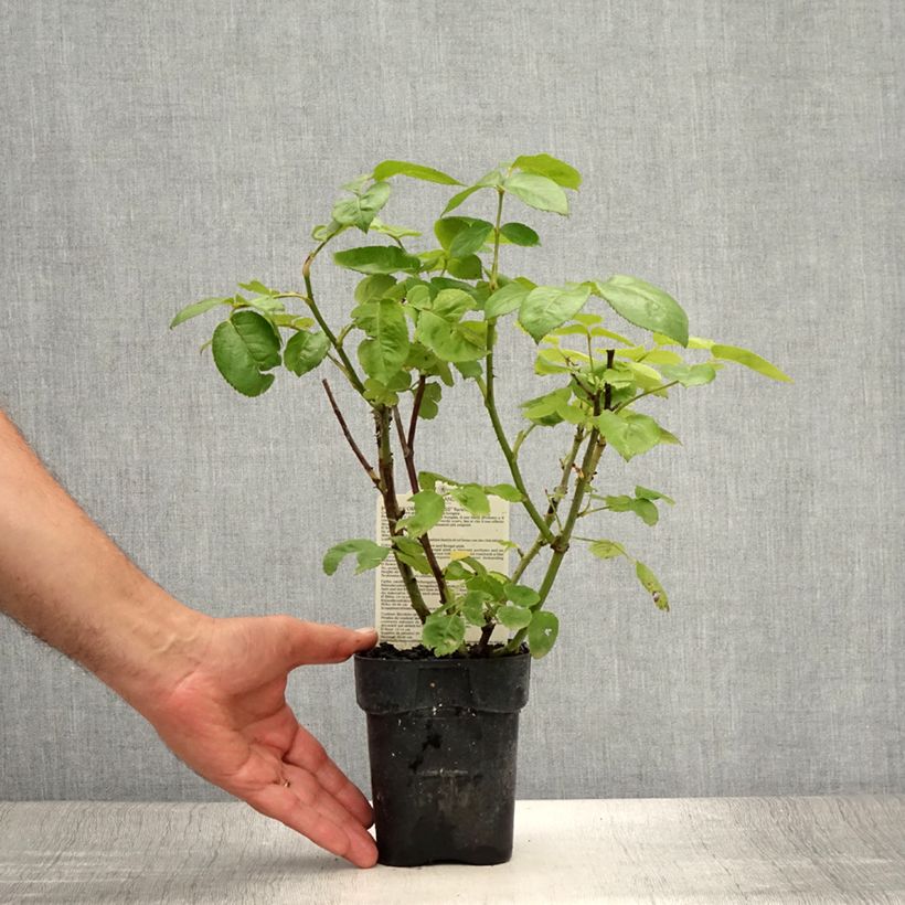 Ejemplar de Rosal Oriental Peace Maceta de 10 cm/11 cm entregado en verano