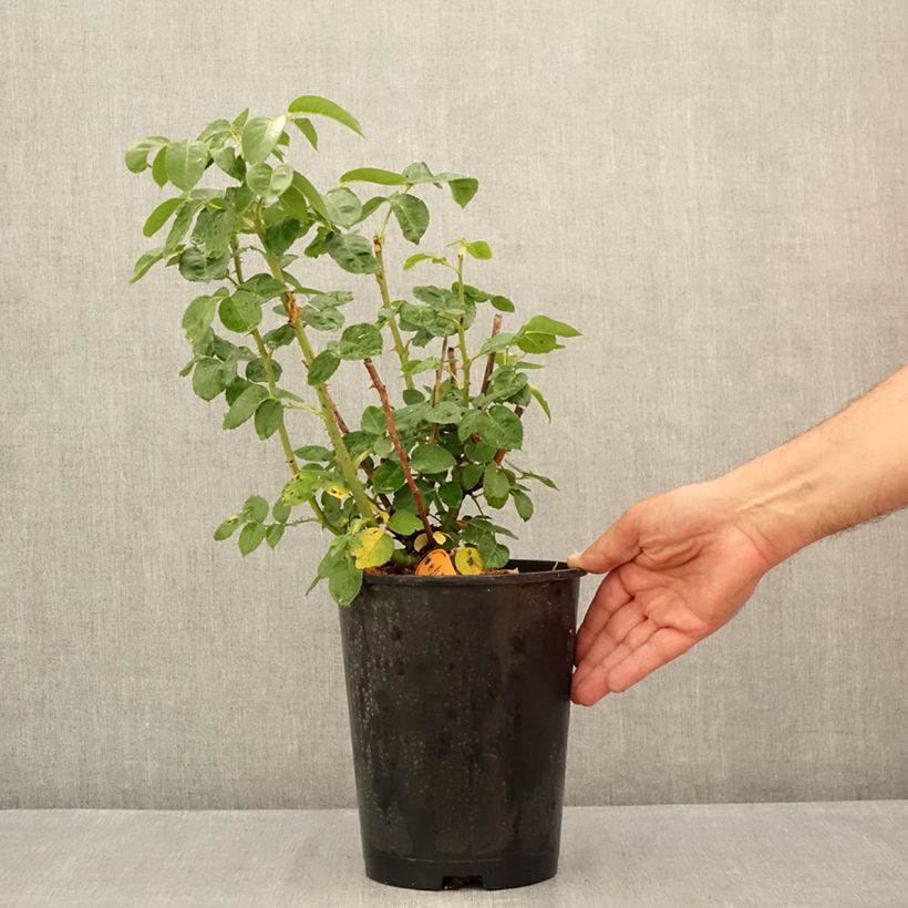 Ejemplar de Rosal Oriental Peace Maceta 4L/5L entregado en verano