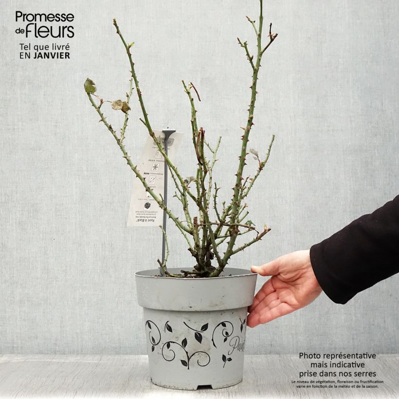 Rosal Paint it Black Maceta 6L/7L Ejemplar entregado en invierno