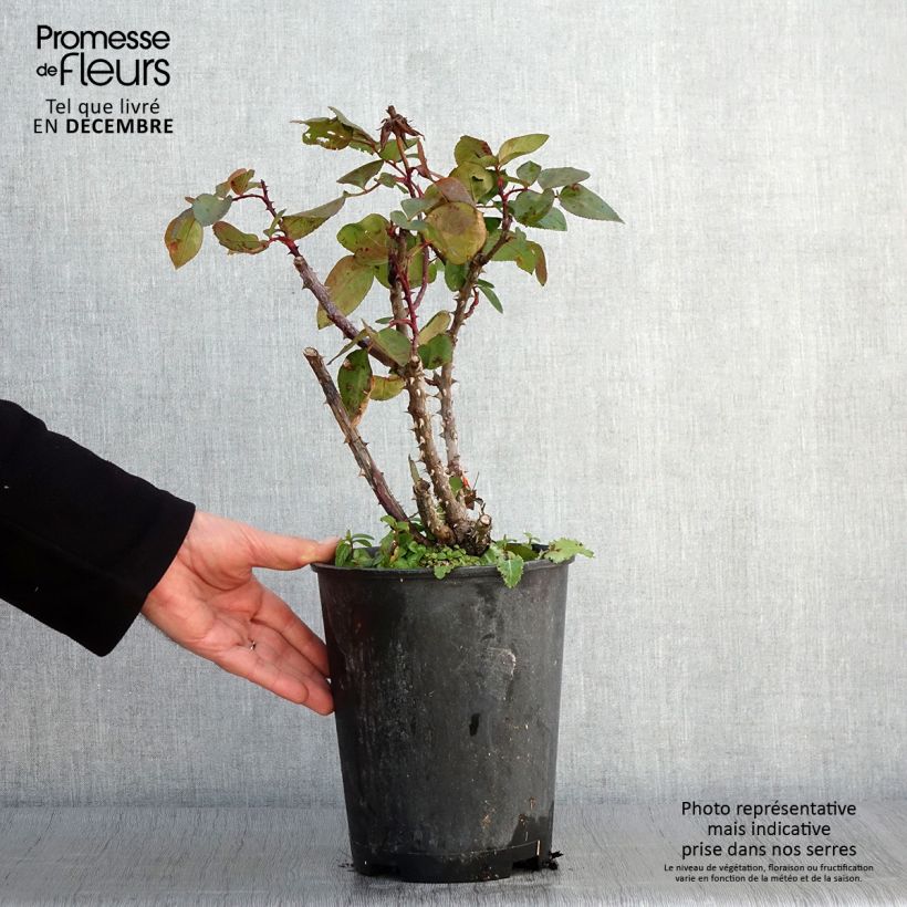 Ejemplar de Rosal Panthere Rose Maceta 4L/5L entregado en otoño