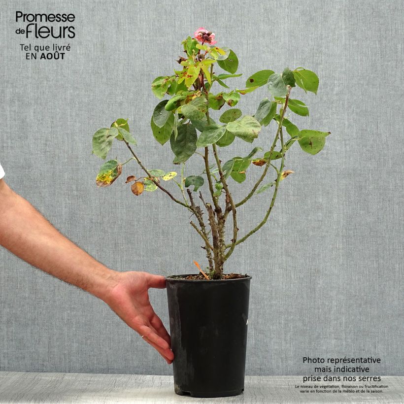 Ejemplar de Rosal Panthere Rose Maceta 4L/5L entregado en verano