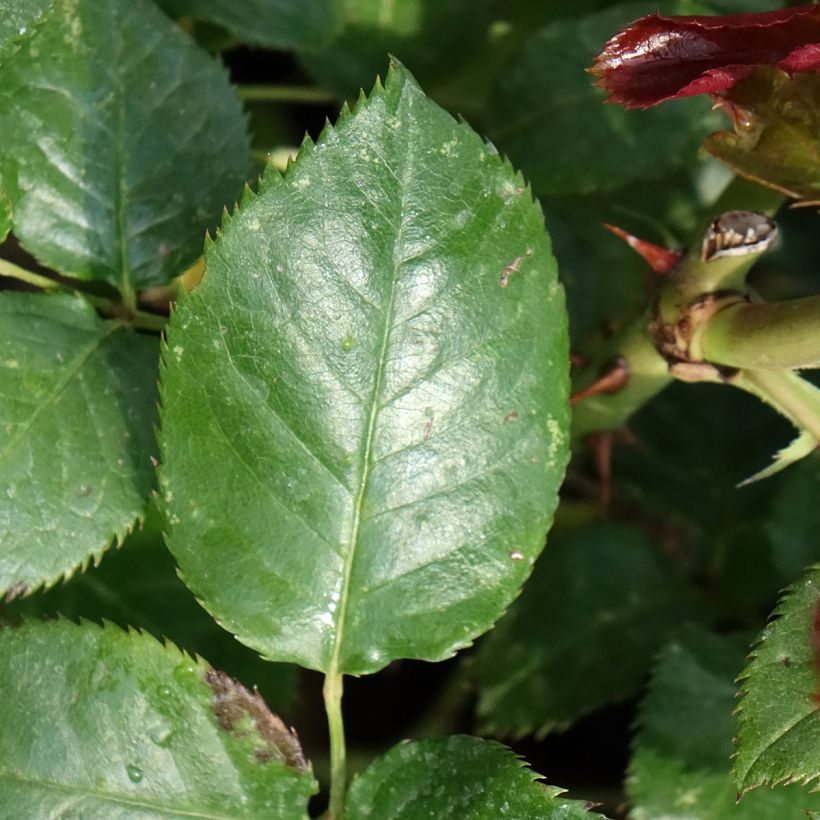 Rosal Parfum de Loire (Follaje)