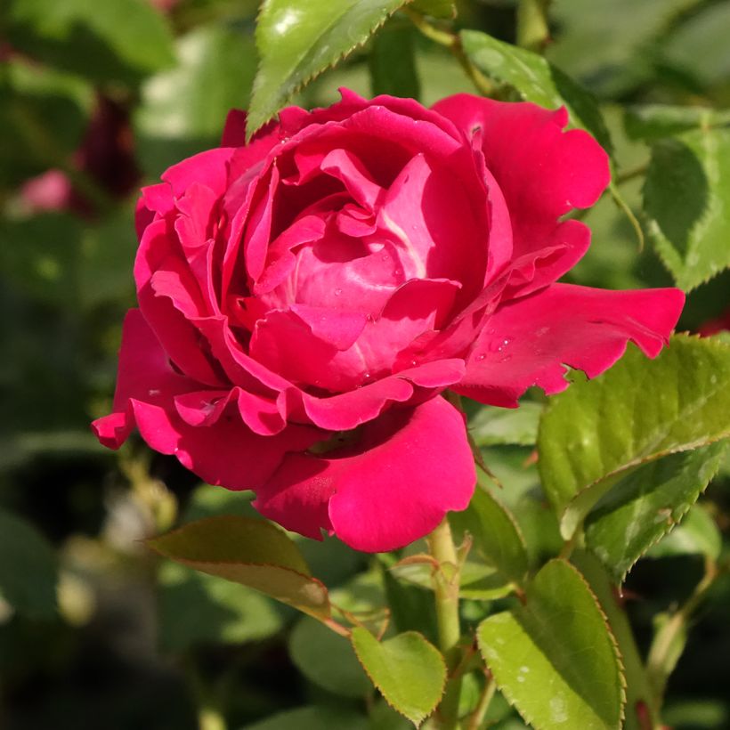 Rosal Perfume Factory (Floración)