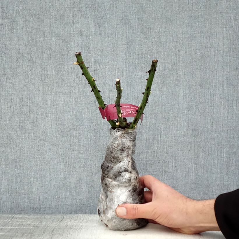 Rosa hybride de thé moderne Perugino® Oralipar -  Raíz desnuda Ejemplar entregado en invierno