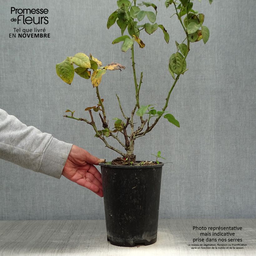 Ejemplar de Rosal Pink Eureka Maceta 4L/5L entregado en otoño
