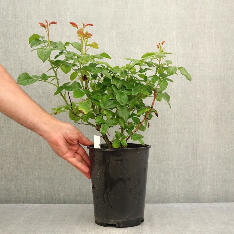 Ejemplar de Rosal Pink Eureka Maceta 4L/5L entregado en verano