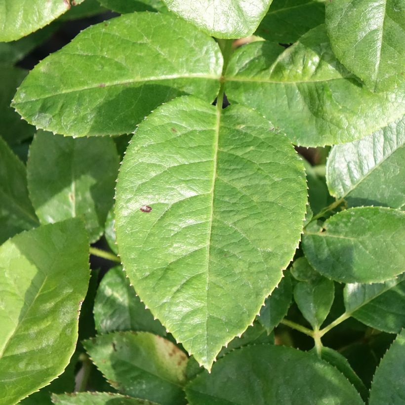 Rosal Pink Eureka (Follaje)