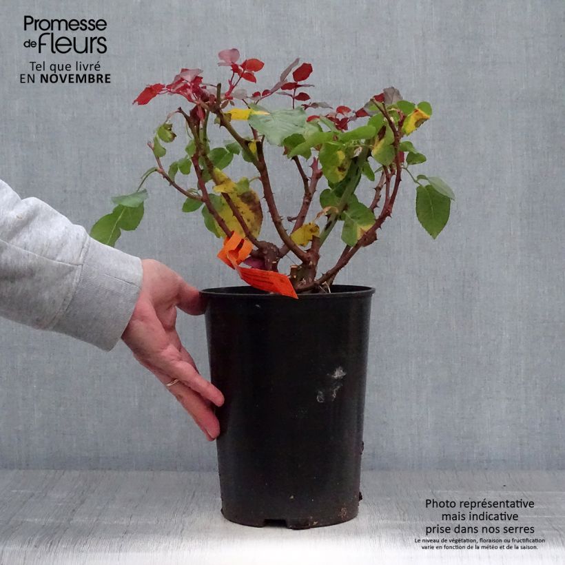 Ejemplar de Rosal Prince Jardinier Maceta 4L/5L entregado en otoño