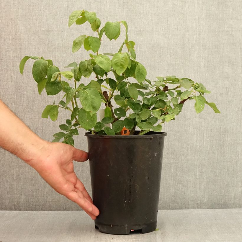 Ejemplar de Rosal Prince Jardinier Maceta 4L/5L entregado en verano