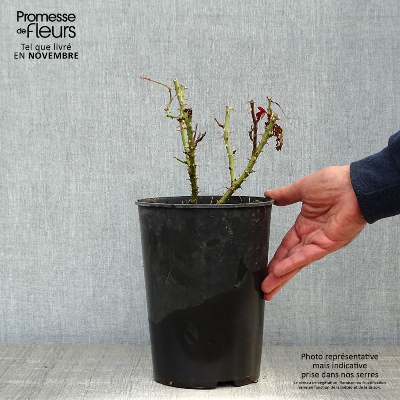 Ejemplar de Rosal Princesse Alexandra Renaissance Maceta 4L/5L entregado en otoño