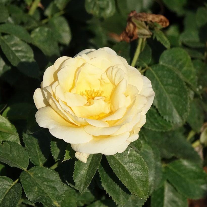 Rosal Raffaello (Floración)