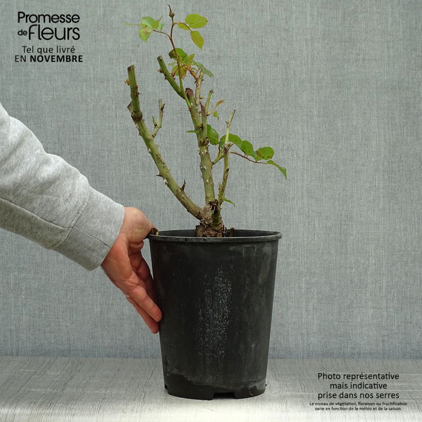 Ejemplar de Rosal Remember Maceta 4L/5L entregado en otoño